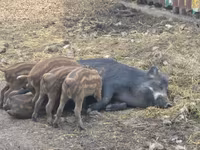 Scroafă, Porci — foto 1