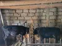 Bou, Bovine — foto 1