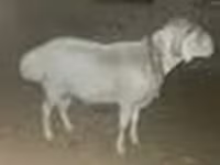 كبش, Rhon sheep — الصورة 7