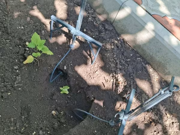 Capcană pentru cirtițe la comandă