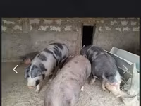 Boar, Pigs — photo 1