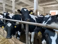 Kuh, Holstein-Rasse — Foto 6