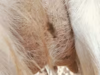 Ziege, Saanen goat — Foto 2