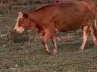 Cow, Latvian Blue cattle — photo 2