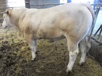 Bou, Blonde d’Aquitane cattle — foto 4