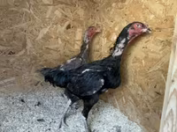 Chickens — photo 7