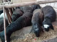 Berbec, Rhon sheep — foto 1