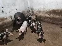 Qaban, Donuzlar — foto 5