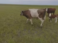 Bou, Russian Black pied cattle — foto 4