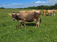 Vache, Race Jersey — photo 3