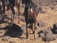 Cabro, Cabras — foto 2