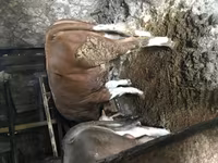 Toro, Simmental cattle — foto 2
