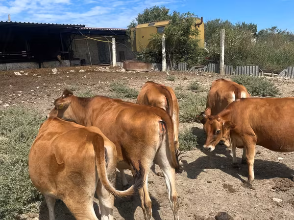 Vaca, Raça Jersey
