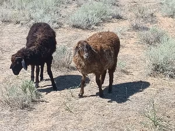 Berbec, Edilbay sheep