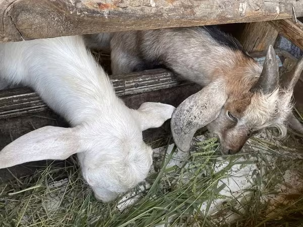 Goat, Goats