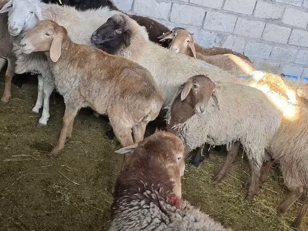Oaie, Oi