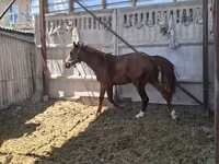 Cal, Arabian horse — foto 4