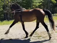Stute, Dutch warmblood horse — Foto 8