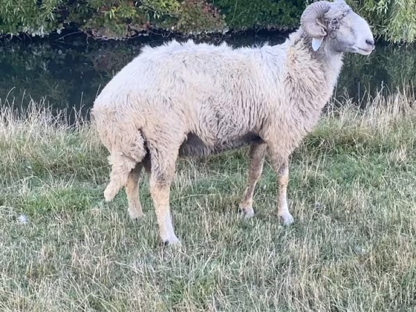 Carnero, Karakul sheep — Moldavia