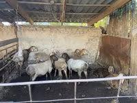 نعجة, Rhon sheep — الصورة 1