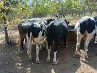 Toro, Ganado vacuno — foto 5