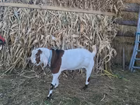 Cabro, Nubian Goat — foto 1