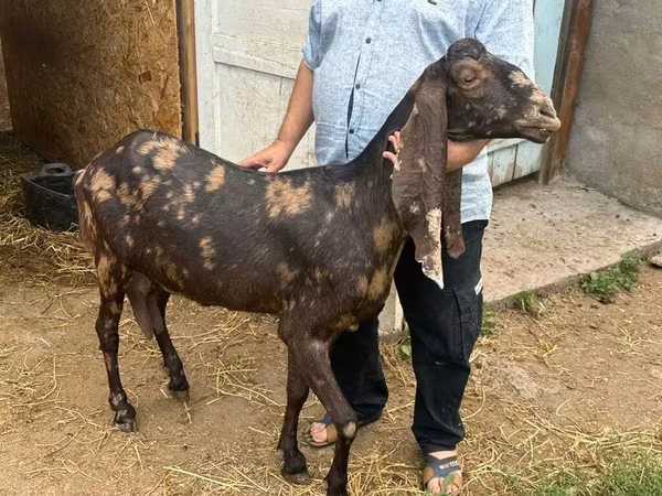 Ziege, Kamori goats