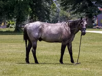 At, Quarter Horse — foto 4
