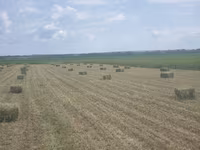 Lucernă — Foto 2