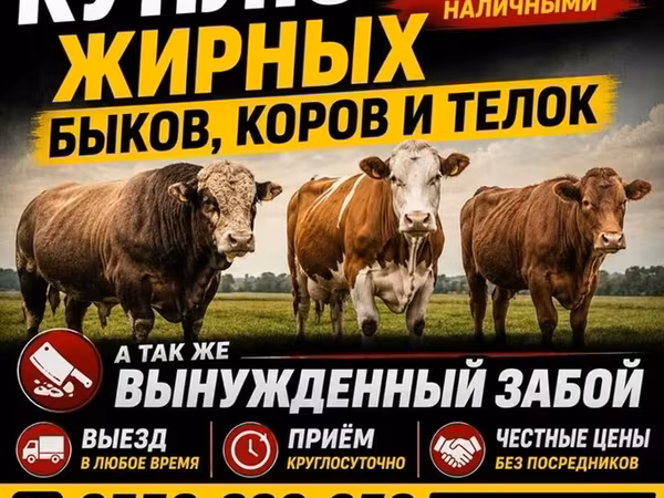 Bou, Bovine