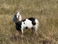 बकरा, बकरियाँ — फ़ोटो 2