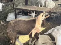 Capră, LaMancha goats — foto 3
