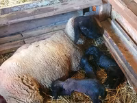 Berbec, Dorper sheep — foto 3