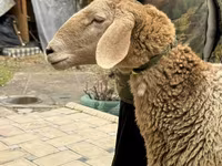 Schaf, Arashan sheep — Foto 2