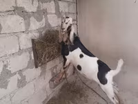 बकरा, बकरियाँ — फ़ोटो 5