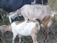 Cabra, Nubian Goat — foto 2