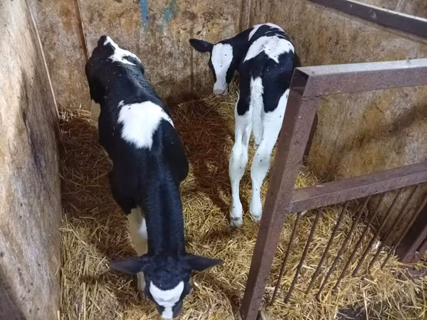 Bou, Bovine — Republica Moldova