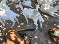 عنزة, الماعز — الصورة 3