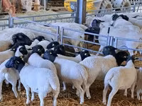 Berbec, Dorper sheep — foto 2