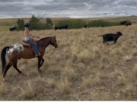 Cal, Horses of Sable Island — foto 7