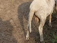 Oaie, Merino sheep — foto 2