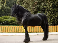 Caballo, Friesian — foto 6