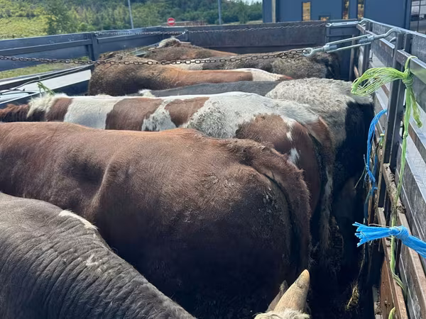 母牛, Cattle — 摩尔多瓦