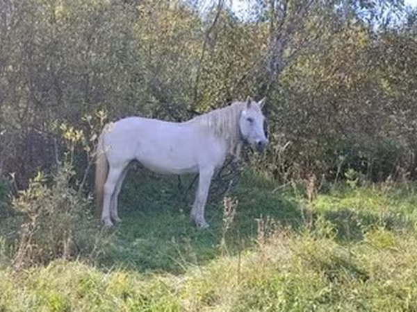 Iapă, Cai