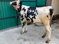 Vacă, Rasa Holstein — foto 1
