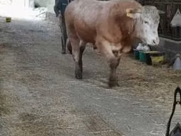 Bou, Blonde d’Aquitane cattle