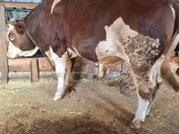 公牛, Simmental cattle — 照片 4