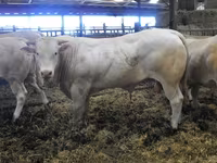 Bou, Blonde d’Aquitane cattle — foto 5