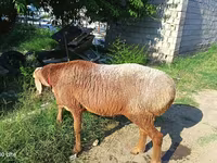 Berbec, Agin sheep — foto 1