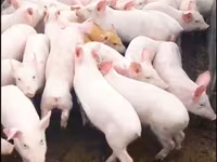 Кабан, Чочколор — сүрөт 8